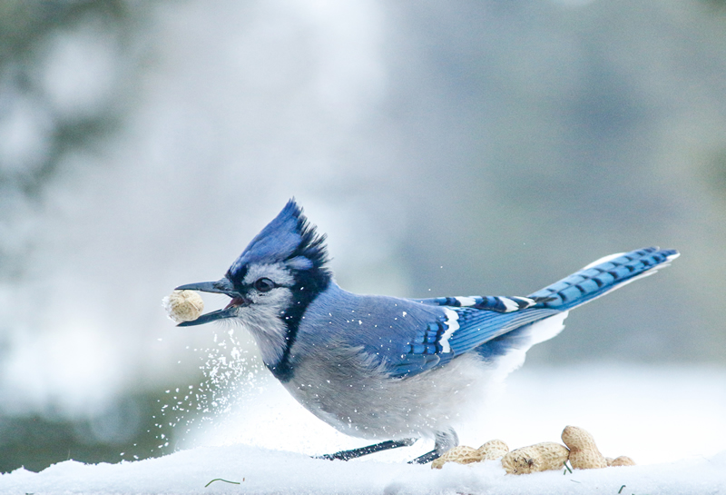 Blue Jay by Liz Hextall